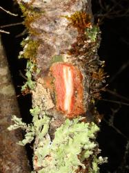 Image: Chris Morse © Landcare Research 2014 